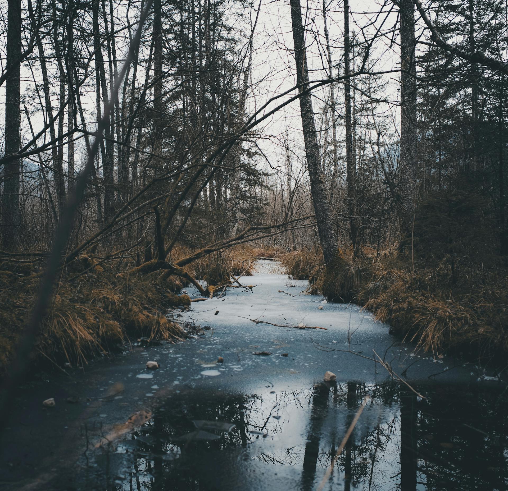 Winter brown trout fishing river