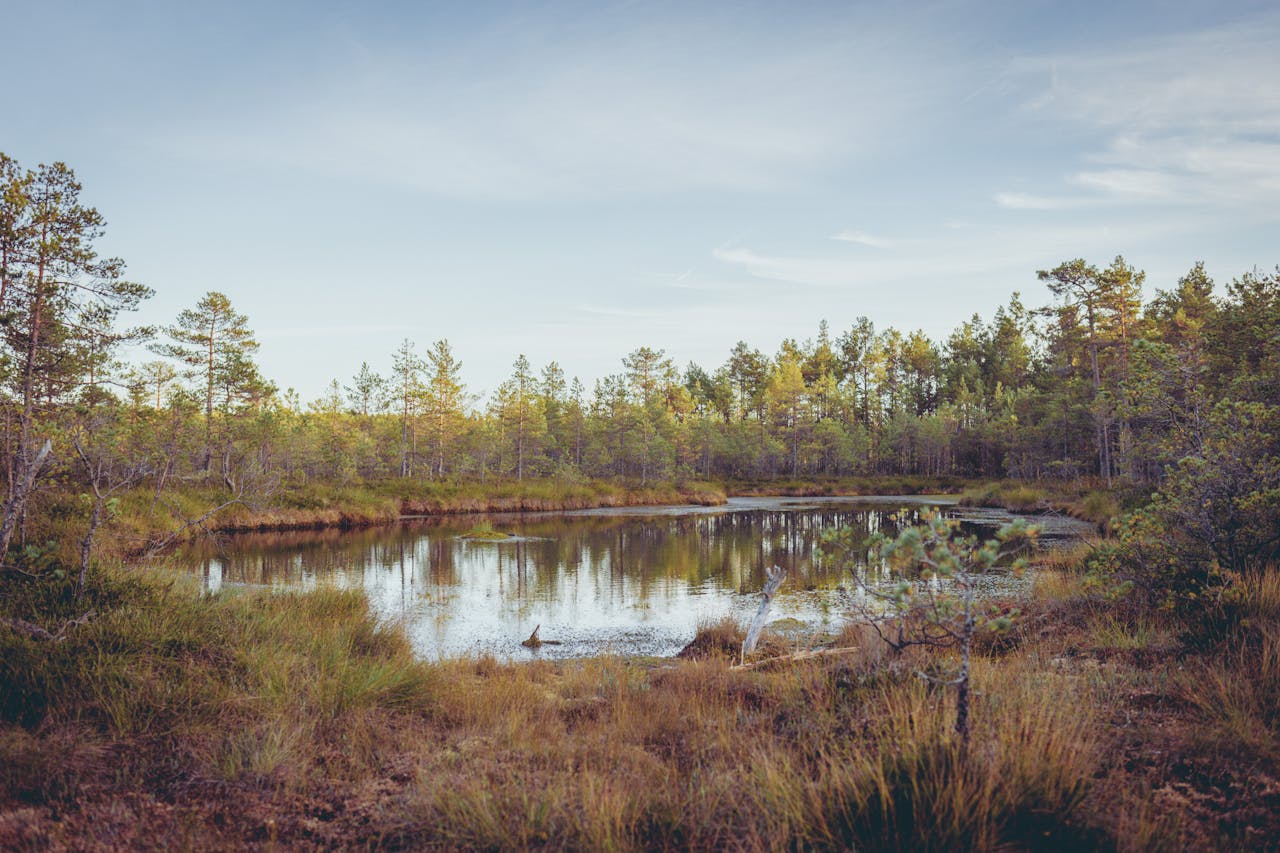 services-02 Tranquil forest lake surrounded by trees in Klooga, Estonia. Calm and peaceful nature scene.