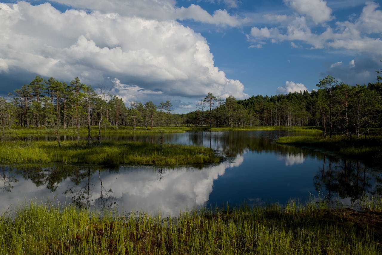 Home A tranquil wetland scene with cloud reflections and lush green forest.